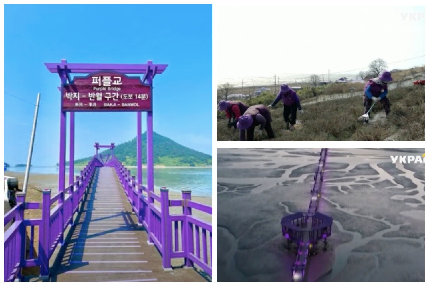 Фиолетовая деревня в Южной Корее