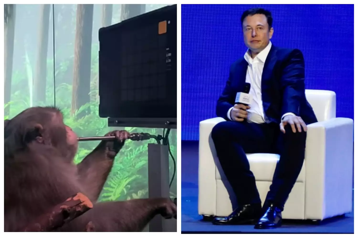 Илон Маск научил обезьяну играть на компьютере