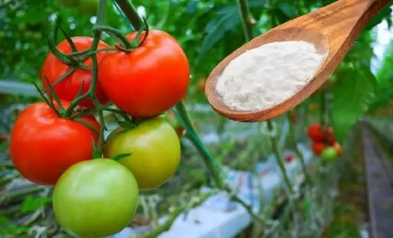 Как вырастить сладкие помидоры