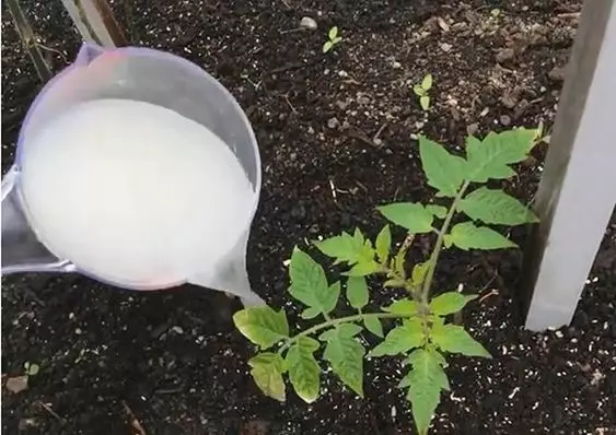 Как вырастить сладкие помидоры