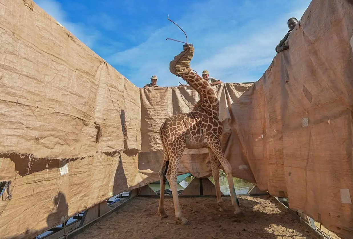 Спасение жирафов с затопляемого острова
Фотограф Ами Витале