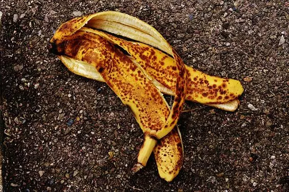 Из банановой кожуры растения получают много питательных веществ 