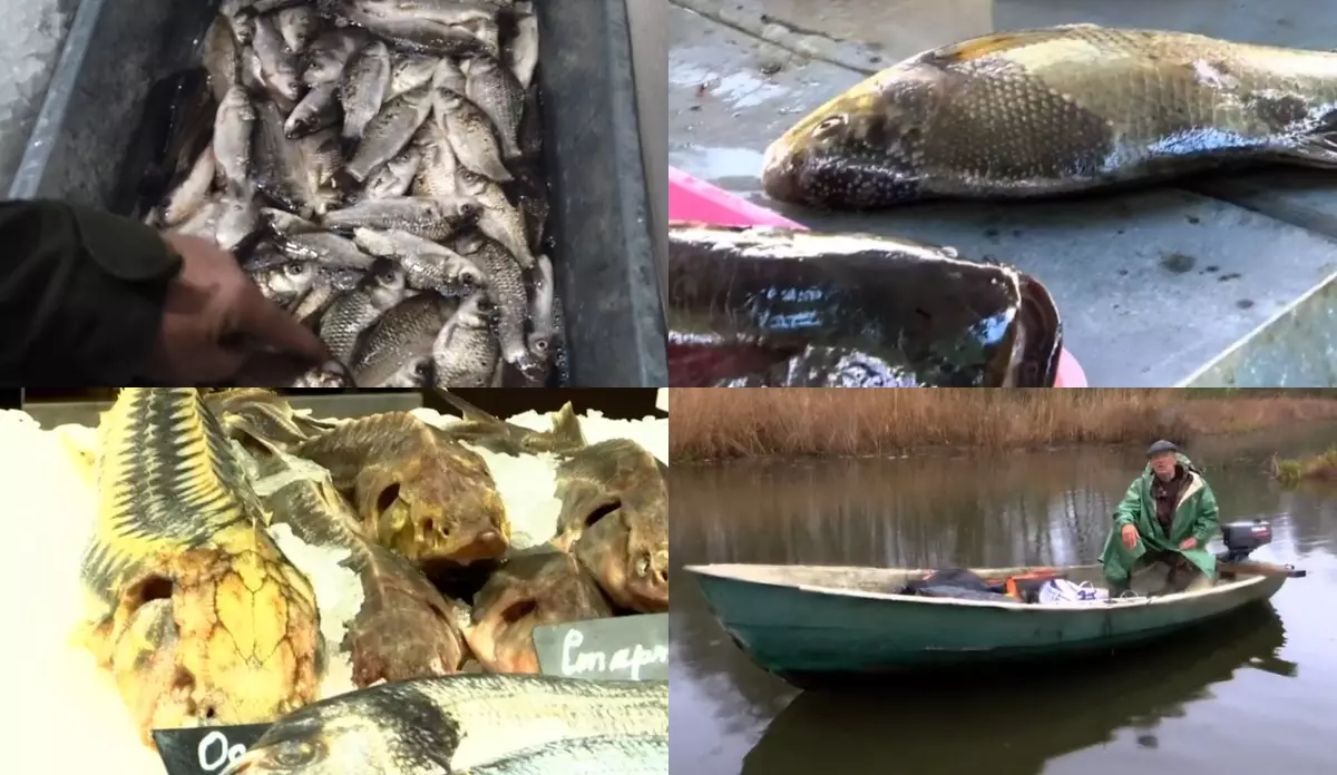 	Украинцев кормят тухлой рыбой из рук браконьеров – почему так происходит