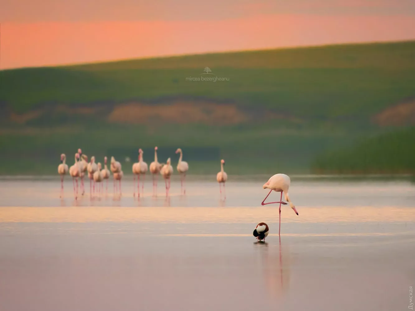 Фламинго населяют большие озера с соленой водой, морские лагуны и лиманы. Фото: Думская