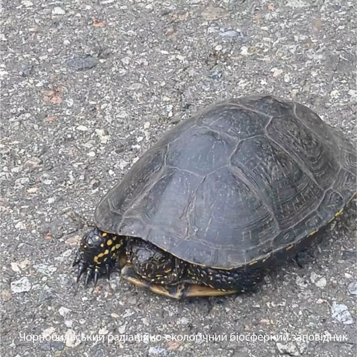В Чернобыле заметили редкую болотную черепаху