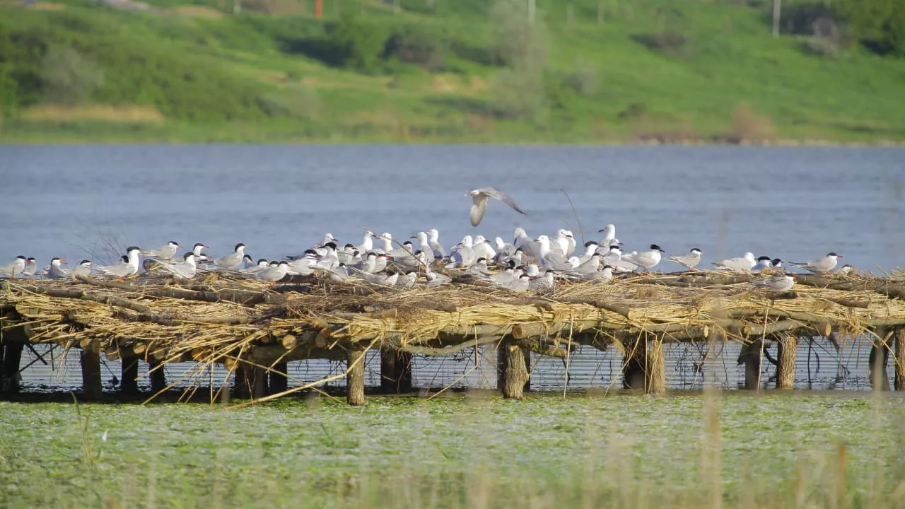 Экологи считают сооружение искусственных островов эффективным решением сохранения популяций птиц.