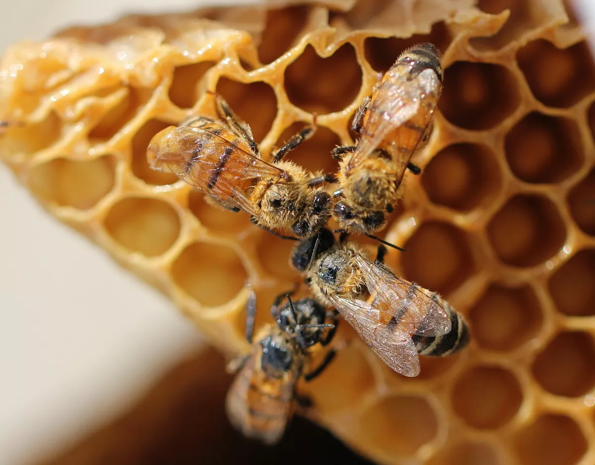 Из-за токсинов и плохих экологических условий пчелы массово гибнут