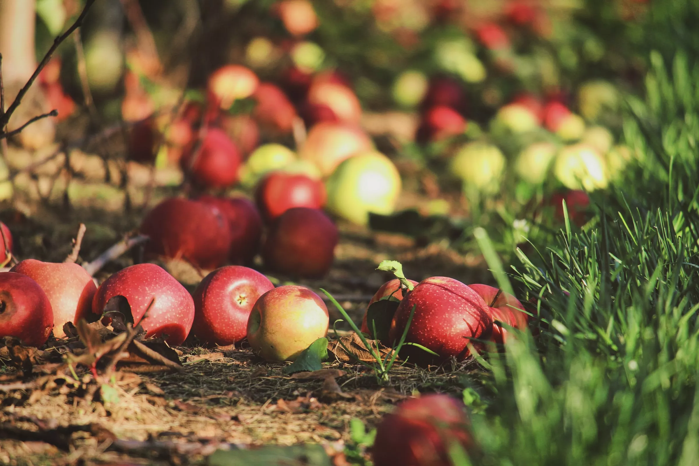 Червоні яблука сорту "Айдаред" – одні з найкращих у плані профілактики раку