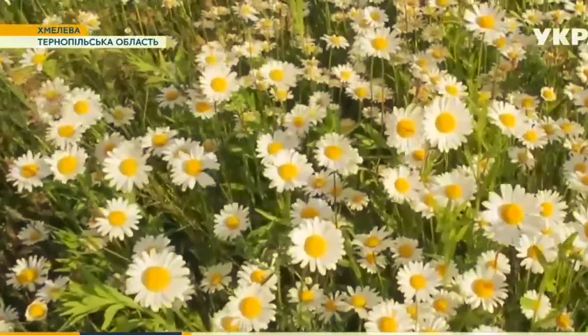 В Україні знайшли ромашкове поле на 25 гектарів