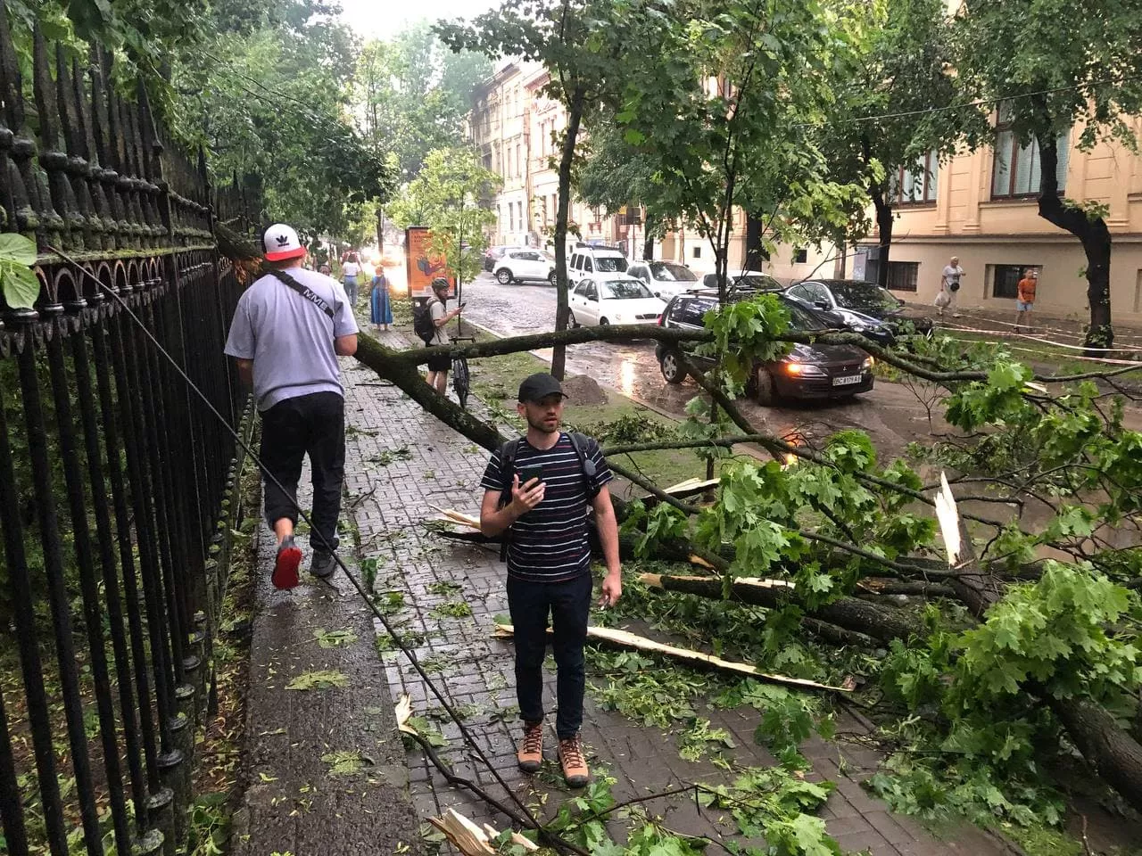 Повалені дерева у Львові