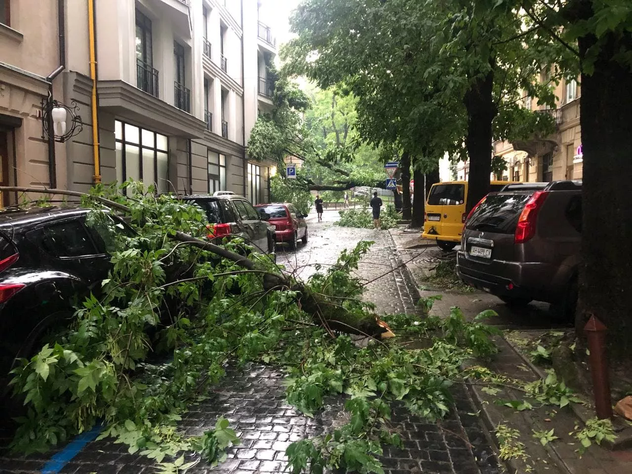 Поваленные деревья после бури во Львове