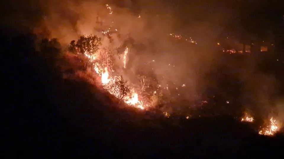 Лесные пожары уничтожают все на своем пути / Фото: ЕРА