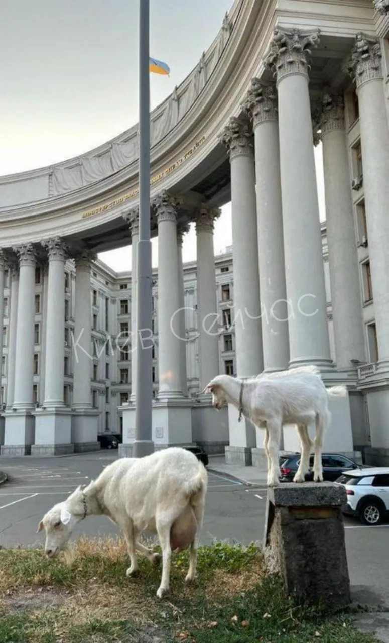 Дві кози обідають. Фото: Київ Зараз/Telegram