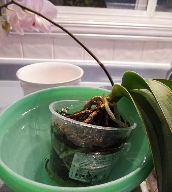 Як доглядати за орхідеєю