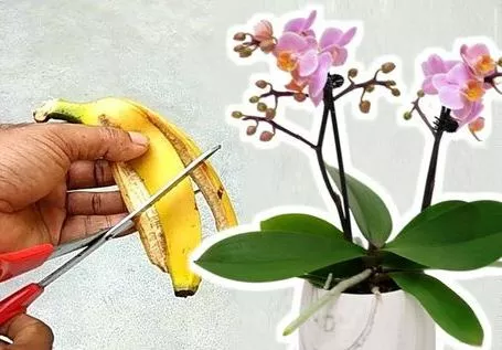 Як доглядати за орхідеєю