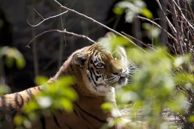 Тигр в тіні дерев. Фото: Київський зоопарк