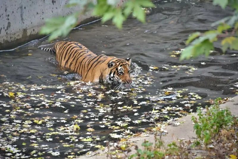 Тигр плаває у вольєрі. Фото: Київський зоопарк