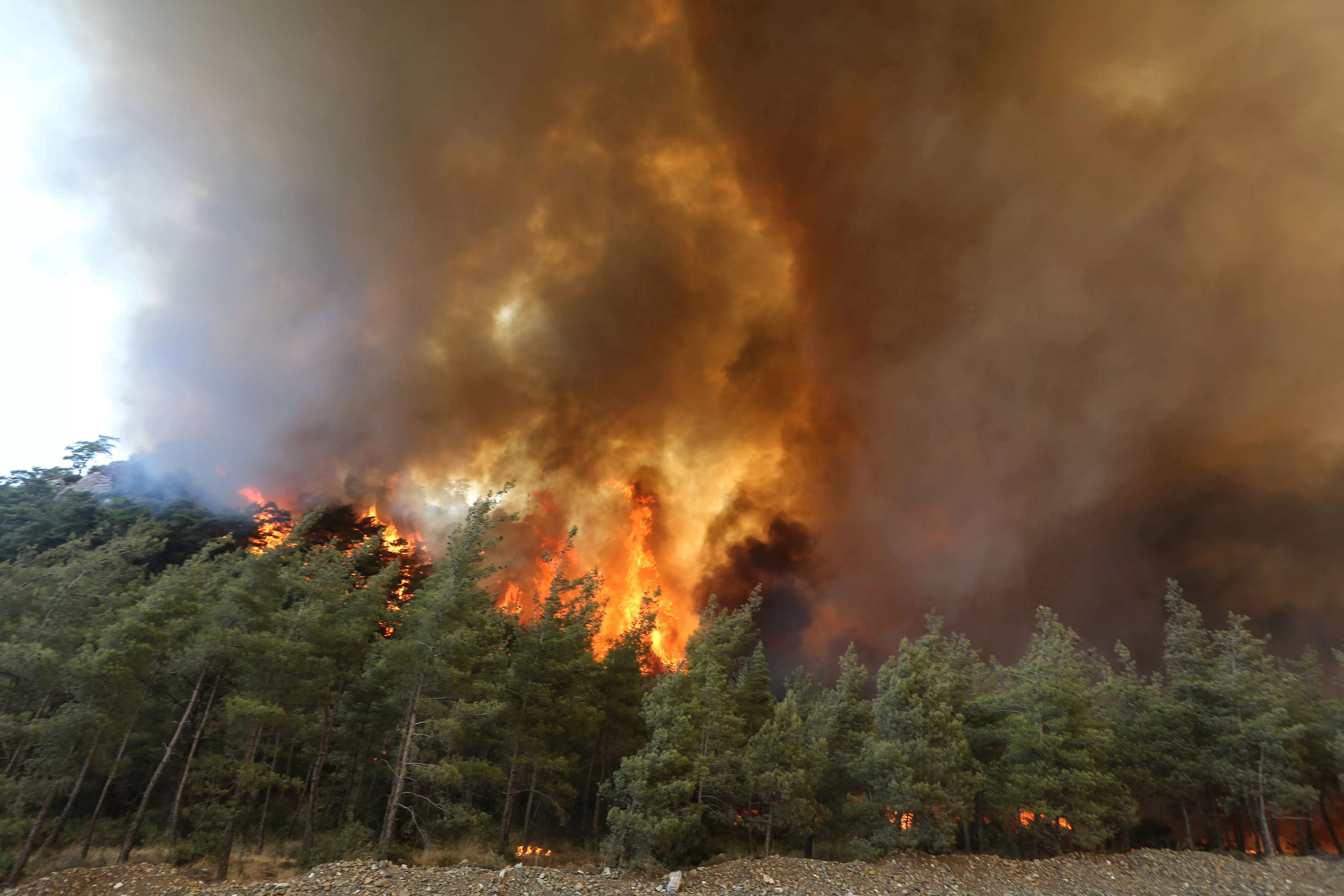 Последние лесные пожары в россии. Лесные пожары в Турции 2021. Пожары леса в Турции 2021. Пожар в Турции 2021. Пожар в Турции 2021 28 июля.