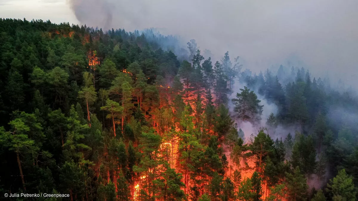 В этом году в России огонь прошел более 12,5 млн гектаров леса / Фото Greenpeace