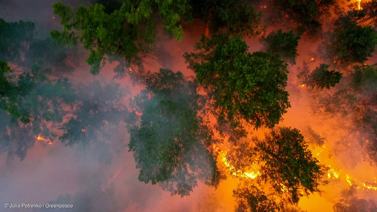 Лес будет гореть еще долго, считают эксперты / Фото Greenpeace