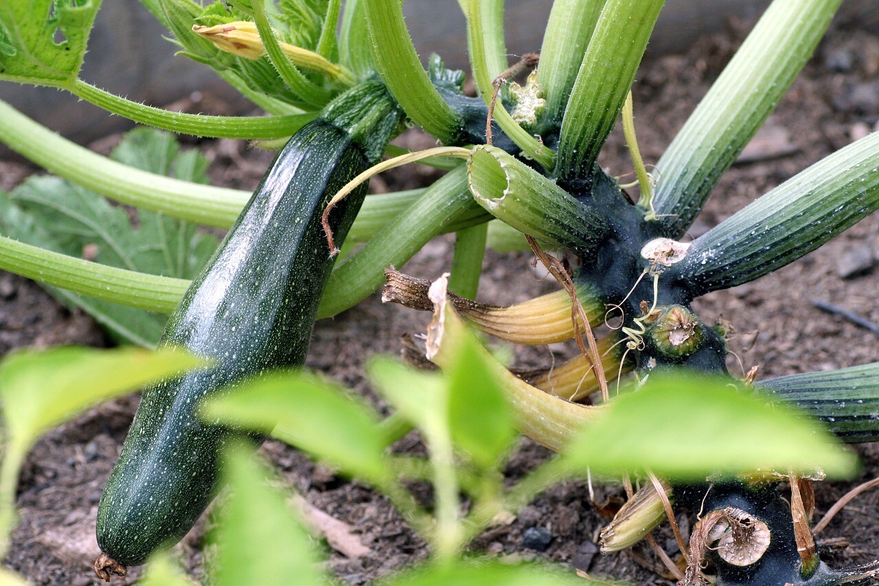 Як збирати урожай овочів 