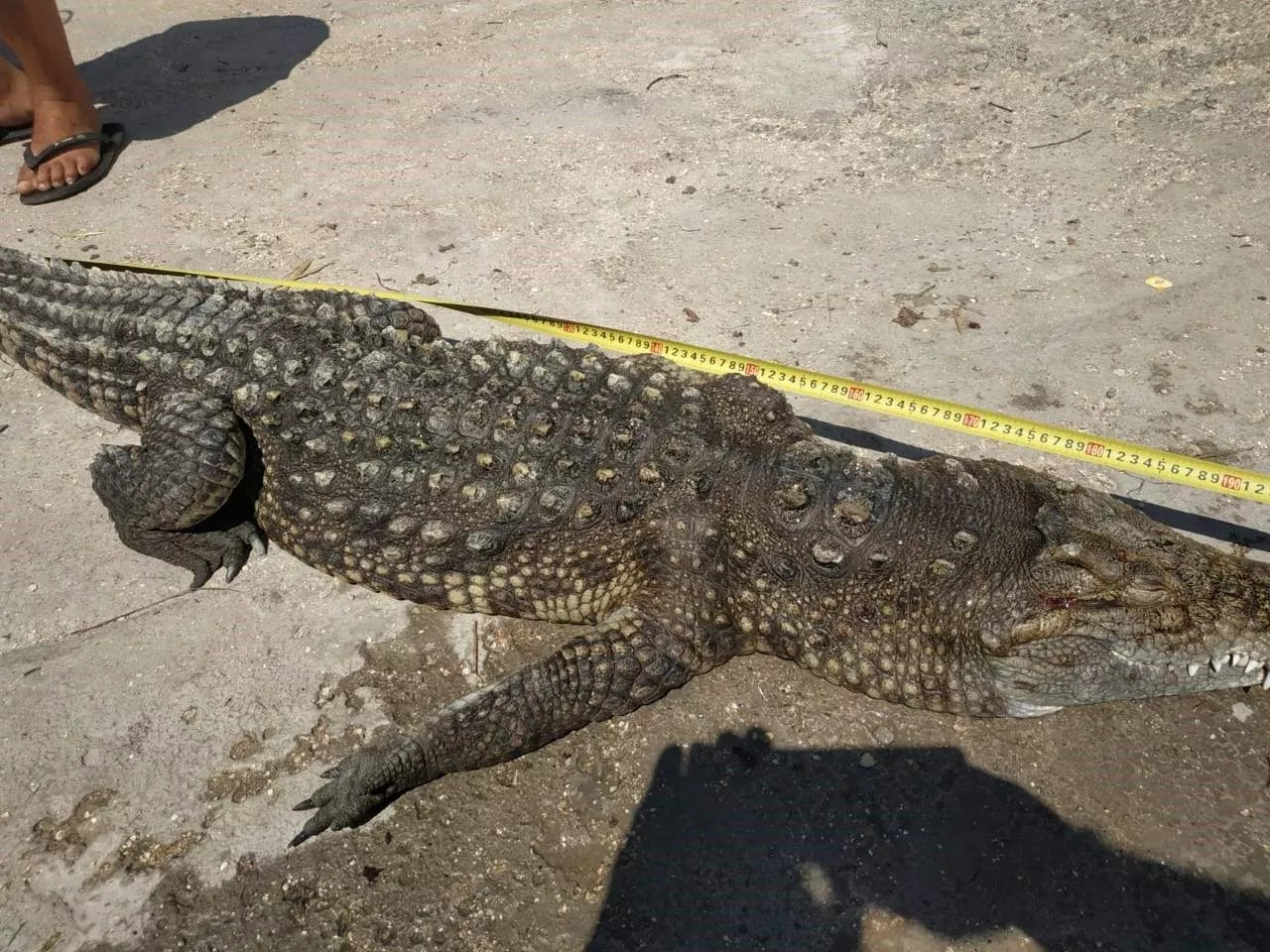 Обнаруженный на Арабатской стрелке крокодил