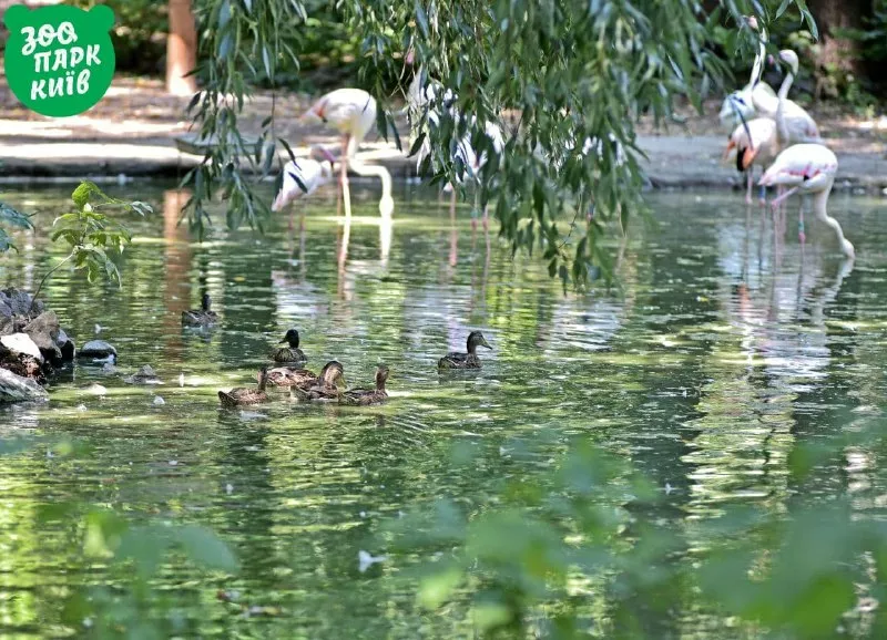 Утки плавают вместе с фламинго. Фото: "Киевзоо"
