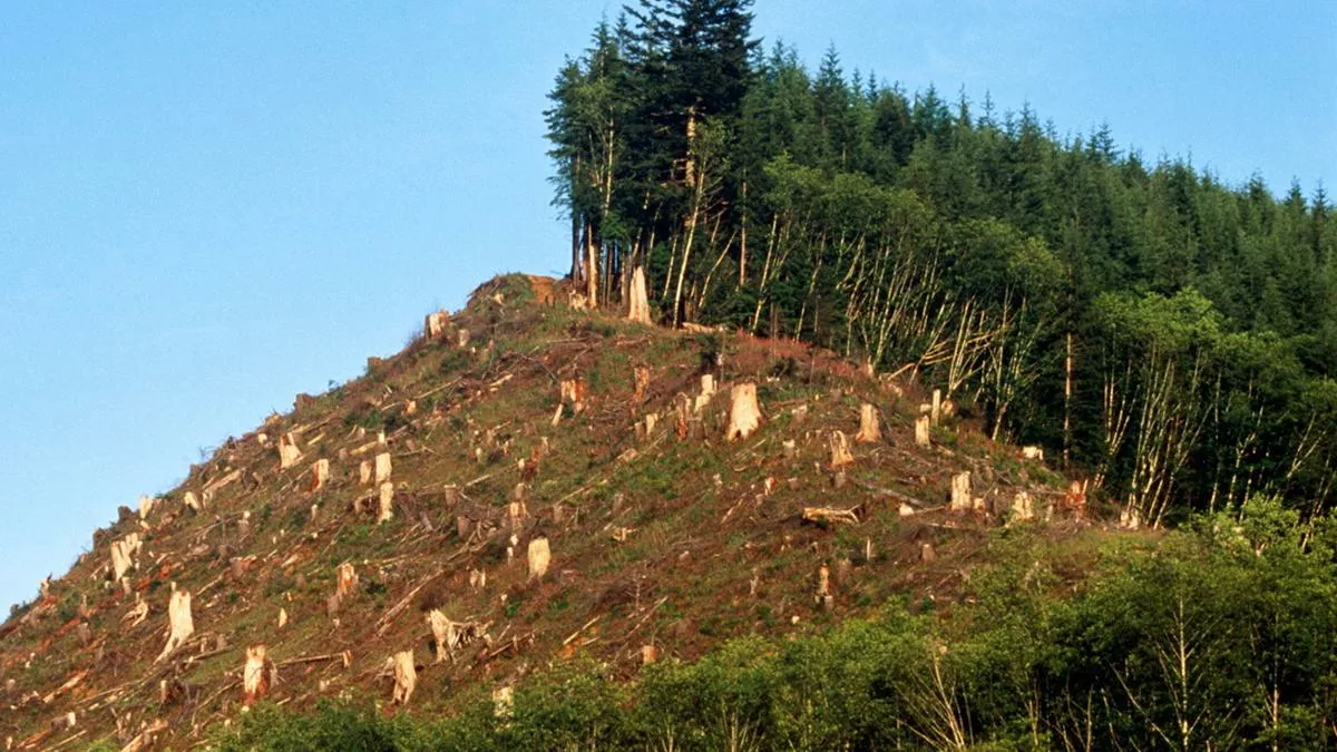 СНБО намерено заняться вырубкой лесов в Карпатах. Но там, кажется, нашли необычное решение