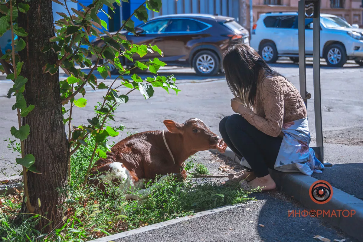 Юная иностранка выгуливала теленка в центре города