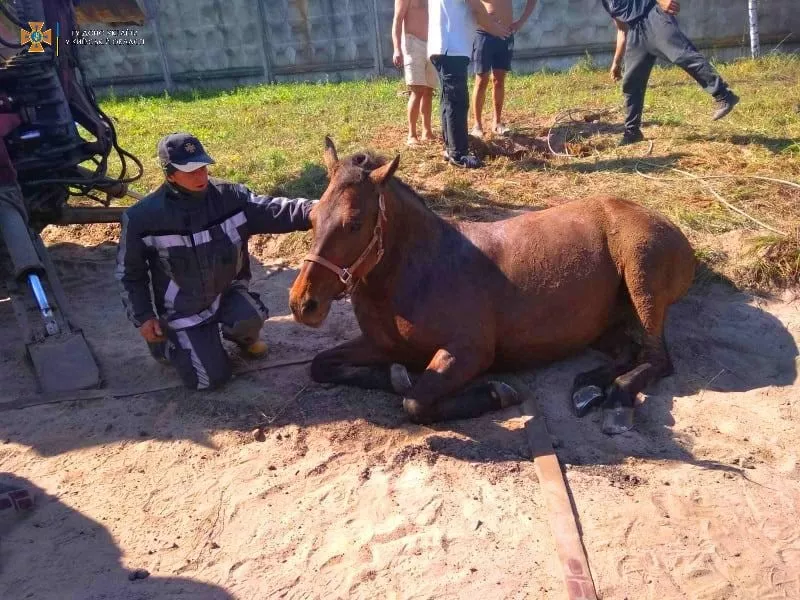 Спасатели достали лошадь из коллектора