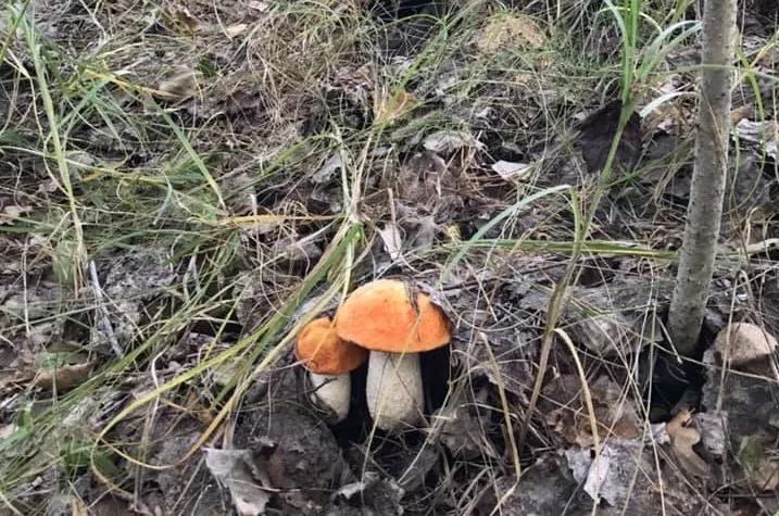 У лісах України грибів стає все більше