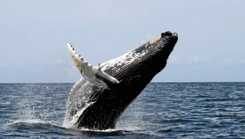 В мире всего около трех тысяч китов этого вида/Коллаж "Сегодня"