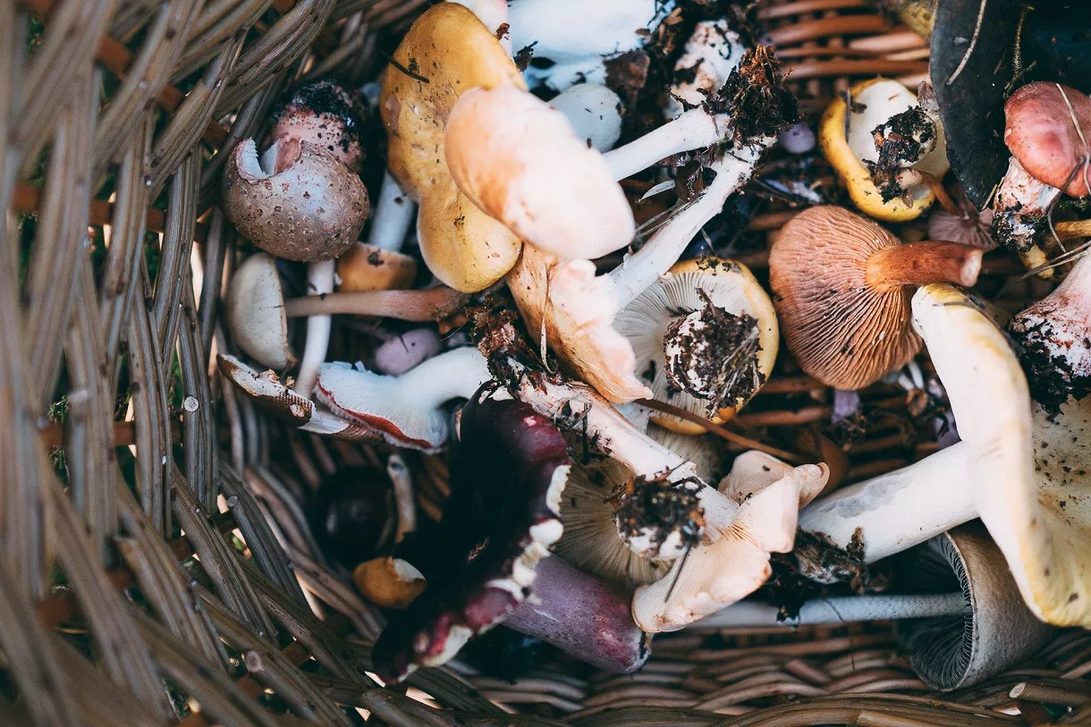 Дикие грибы ценны в качестве пищевой добавки, а не как полезный для здоровья продукт