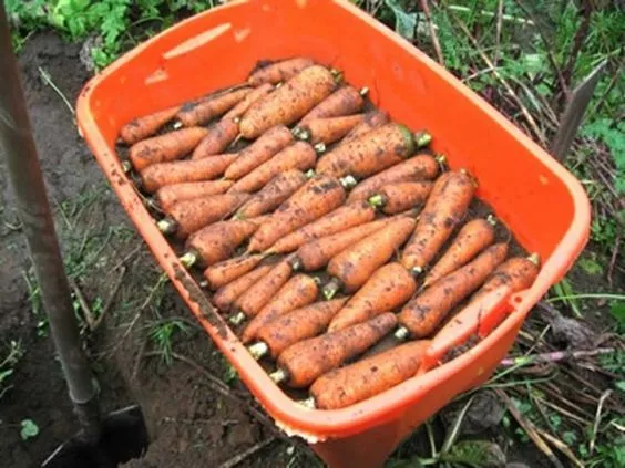 Как хранить морковь зимой - правила, советы и лайфхаки - Лайфхаки с едой