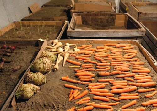 Як зберігати моркву / Фото: pinterest 