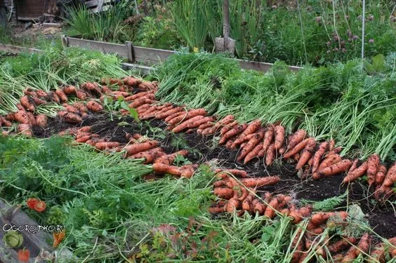 Как хранить морковь / Фото: pinterest