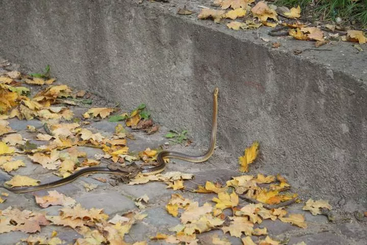 Змея с парка