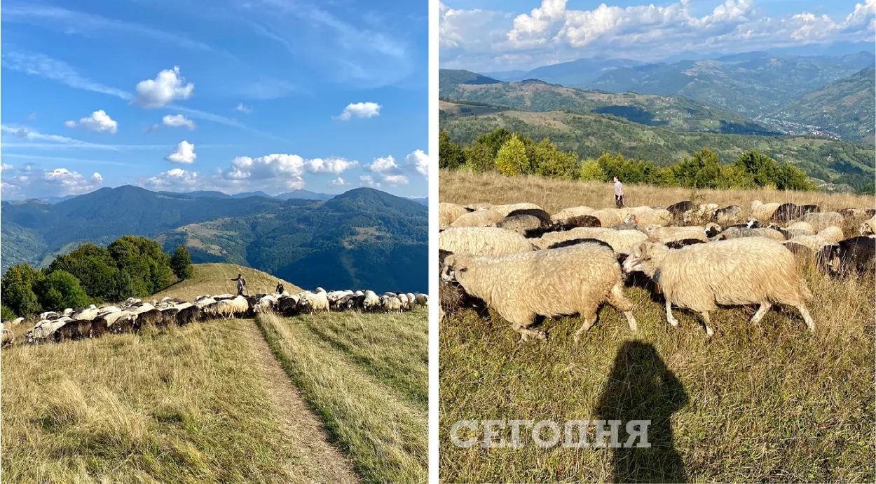 Встретили неподалеку Лысой горы стадо из 220 овец