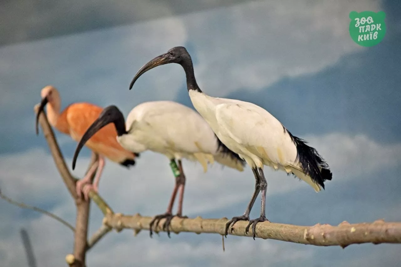 Редки птицы. Фото: Киевского зоопарка