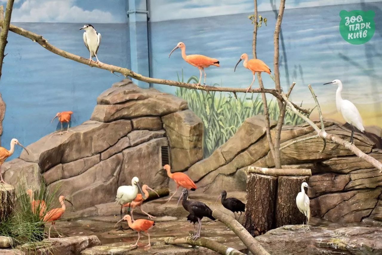 Редки птицы. Фото: Киевского зоопарка