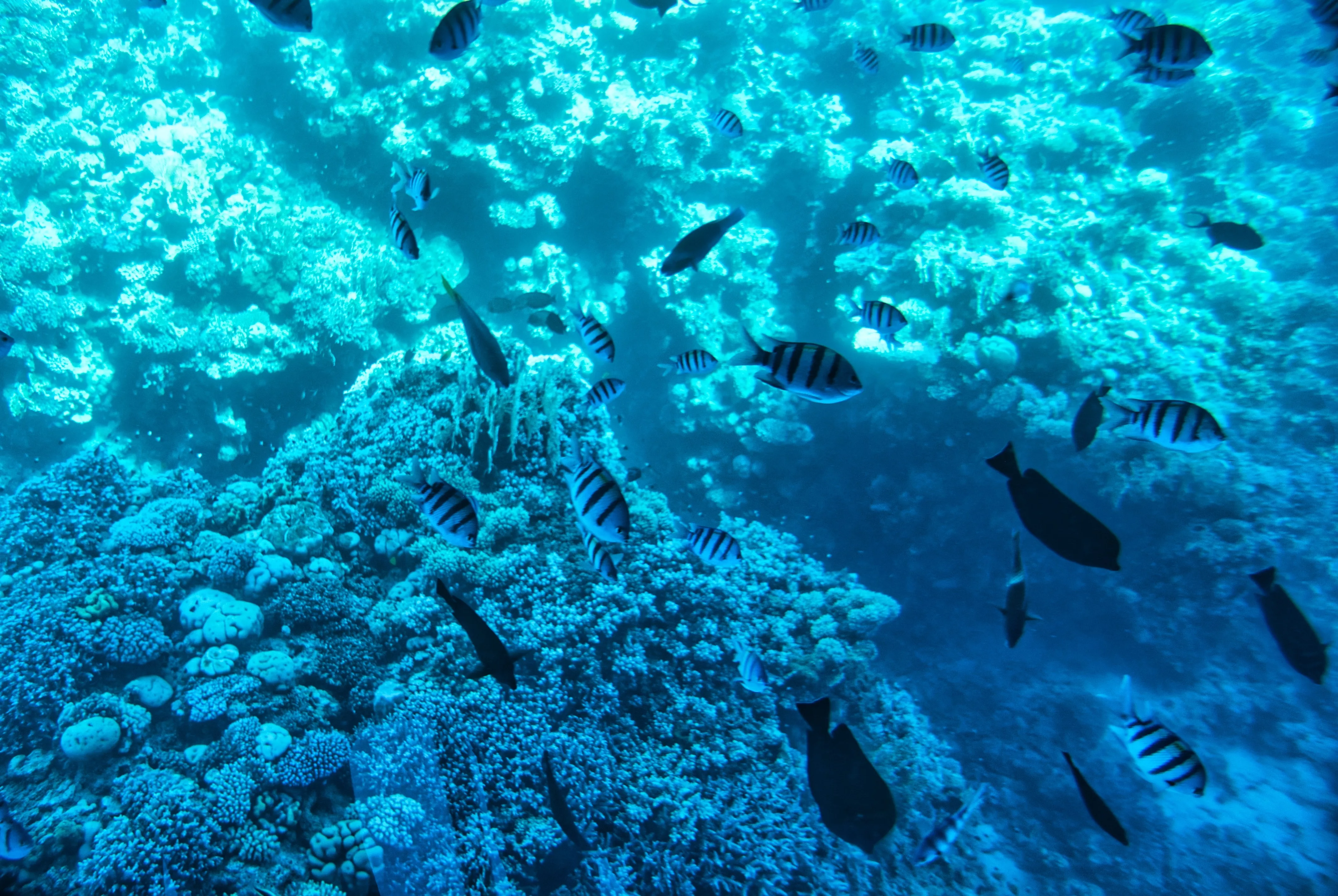 В Шарм-эль-Шейхе красивый подводный мир