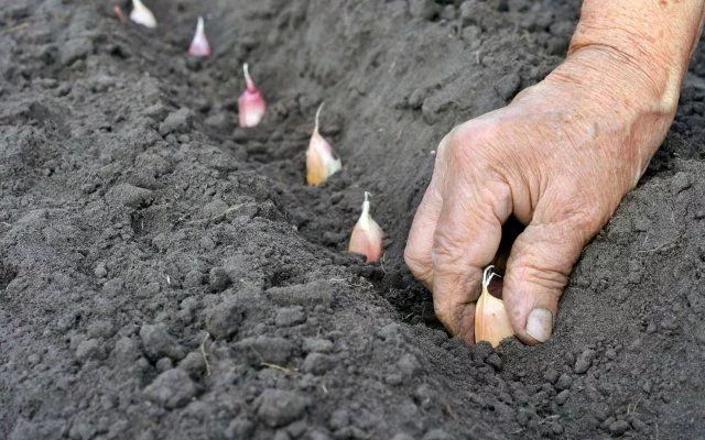  Как подготовить почву для чеснока / Фото: pinterest