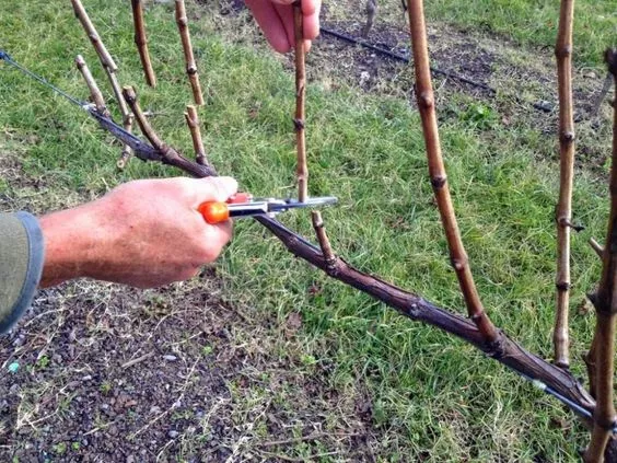 Как обрезать виноград осенью - советы дачникам - Лайфхаки для сада иогорода