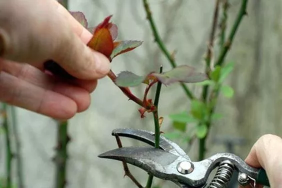 Как обрезать розы / Фото: pinterest