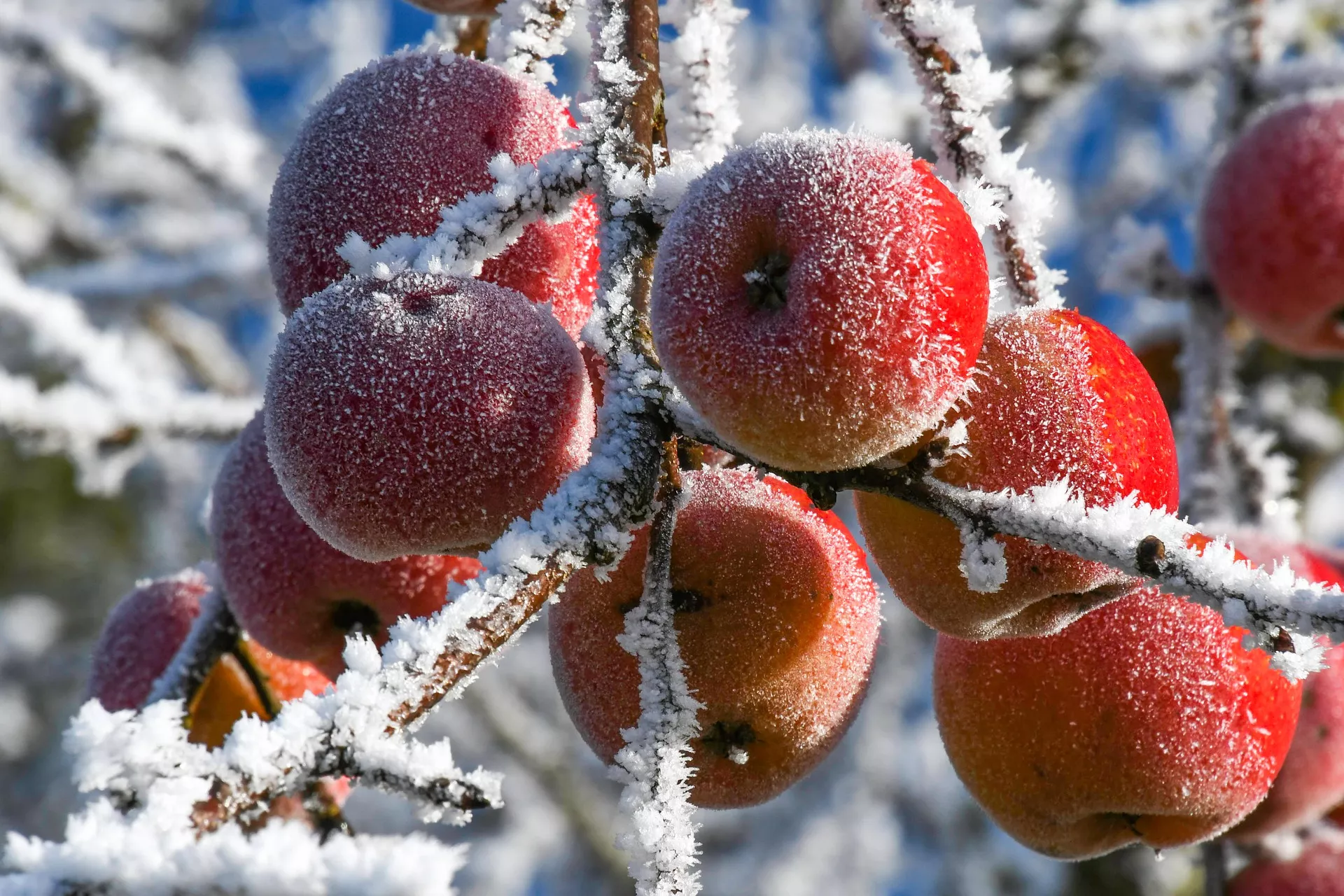  Как спасти плоды от заморозков / Фото: pixabay