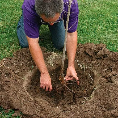 Як садити дерева восени / Фото: pinterest 