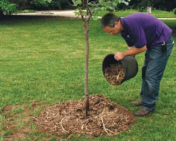Как садить деревья осенью / Фото: pinterest