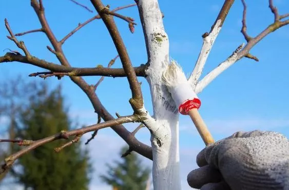Как подготовить деревья к зиме / Фото: pinterest