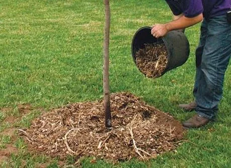 Как поливать деревья осенью / Фото: pinterest