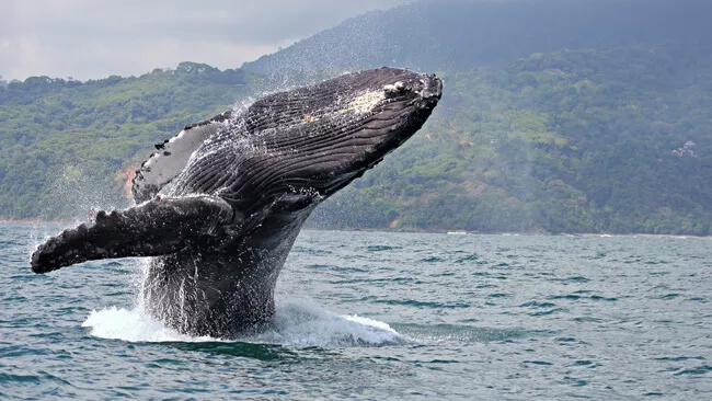 В зимний период на тихоокеанском побережье путешественники могут увидеть китов